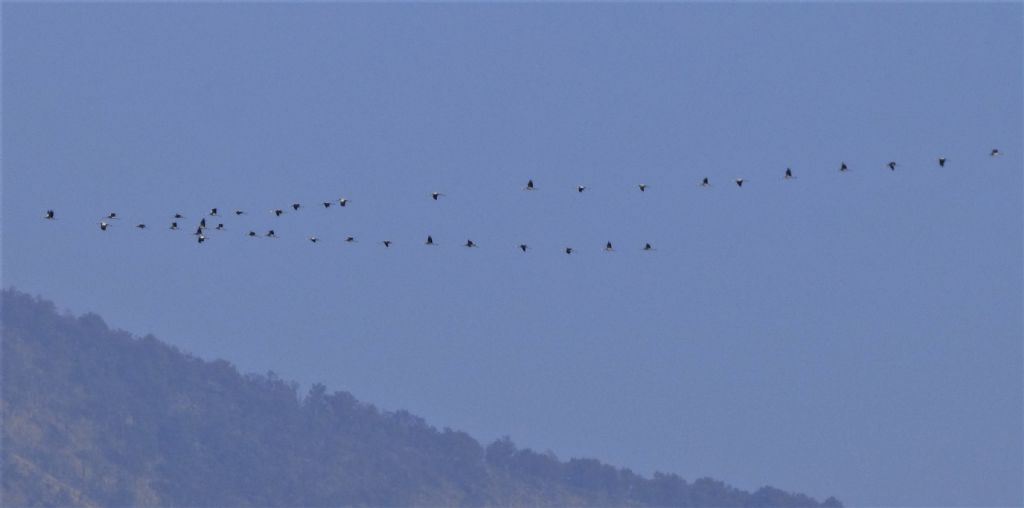 le prime GRU (Grus grus) della stagione